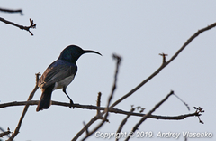 Cinnyris sovimanga apolis
