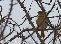 Neomixis tenella debilis