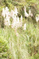 Cortaderia nitida