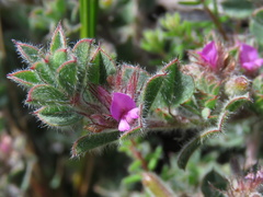 Indigofera glomerata