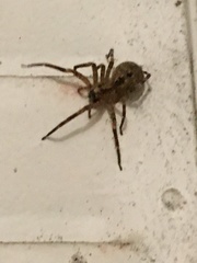 Zoropsis spinimana