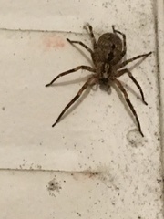 Zoropsis spinimana