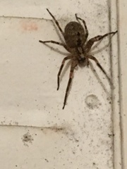 Zoropsis spinimana