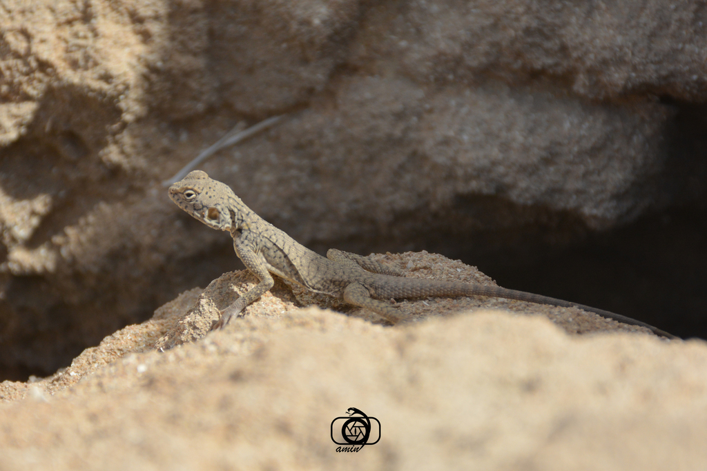 Black Agama
