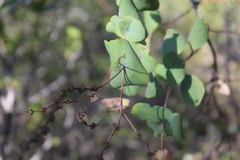 Lonicera interrupta
