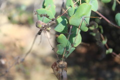 Lonicera interrupta