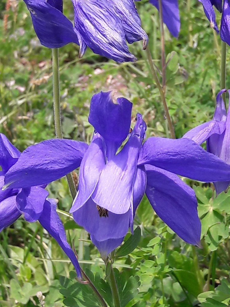 Aquilegia alpina (Aquilegia alpina)