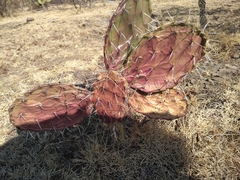 Opuntia