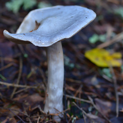 Cortinarius camphoratus