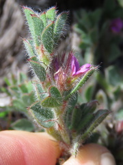 Indigofera glomerata