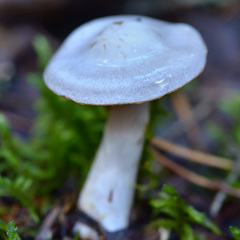 Cortinarius camphoratus