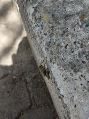 Acrididae