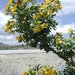 Bladderpod - Photo (c) Anita, some rights reserved (CC BY-NC)