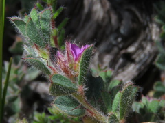 Indigofera glomerata