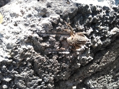 Acrididae