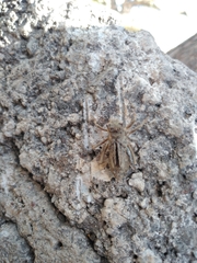 Acrididae