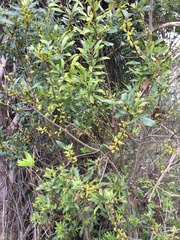 Morella cerifera image