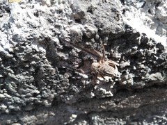 Acrididae