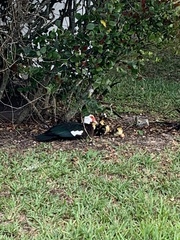 Cairina moschata domestica