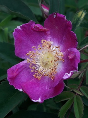 Rosa pendulina