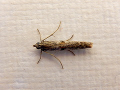 Homoeosoma vagella