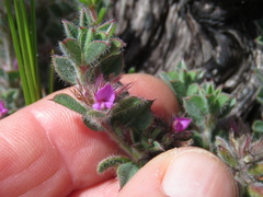 Indigofera glomerata