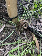 Ranoidea alboguttata