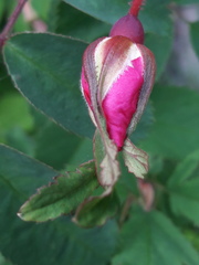 Rosa pendulina