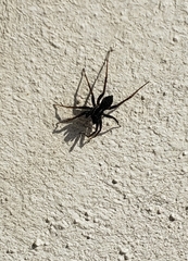 Araneomorphae