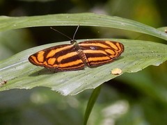 Lasippa tiga siaka