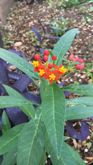 Asclepias curassavica