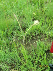 Gladiolus longicollis longicollis