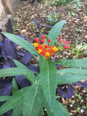Asclepias curassavica