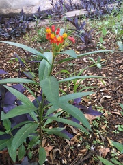 Asclepias curassavica