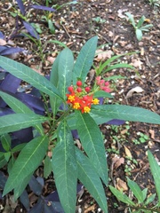 Asclepias curassavica