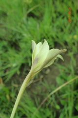 Gladiolus longicollis longicollis