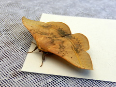 Anthela varia