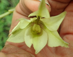 Gladiolus longicollis longicollis