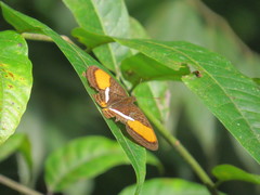Adelpha cytherea