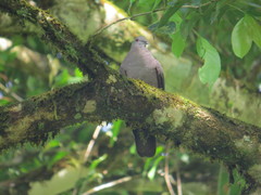 Patagioenas goodsoni