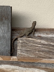 Leiocephalus carinatus