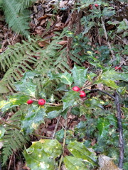 Ilex colchica