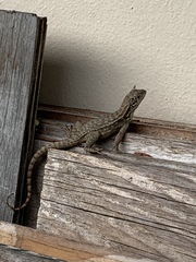 Leiocephalus carinatus