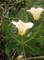 Coccinia sessilifolia image