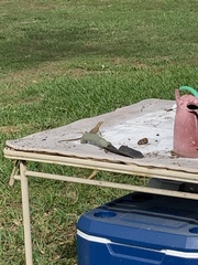 Leiocephalus carinatus