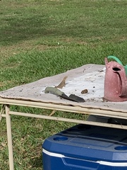 Leiocephalus carinatus