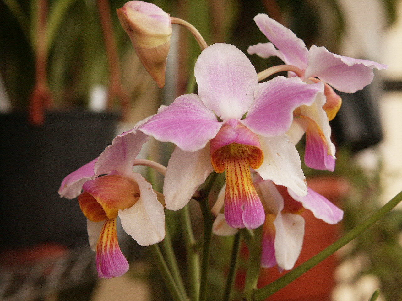 Papilionanthe