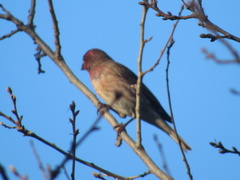 Haemorhous mexicanus