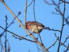 Haemorhous mexicanus