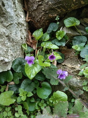 Viola alba dehnhardtii